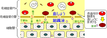 血液の成分